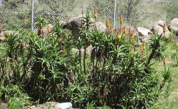 Aloiampelos striatula var. striatula old shrub